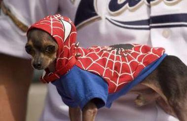 Foto Divertente: Cane vestito da uomo ragno