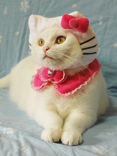 Foto Divertente: Gatta vestita da Hello Kitty