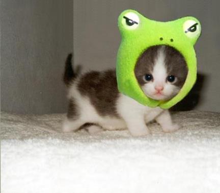 Foto Divertente: Gattino con cappello da ranocchio