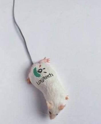 Foto Divertente: Topo trasformato in mouse per pc