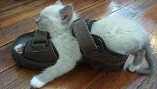 Foto Divertente: Gatto che dorme dentro un sandalo
