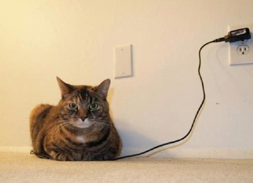 Foto Divertente: Gatto che si ricarica alla presa di corrente