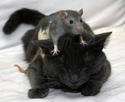 Foto Divertente: Gatto con sopra un topo