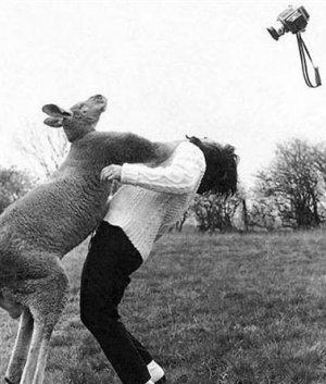 Foto Divertente: Canguro e la fotografa