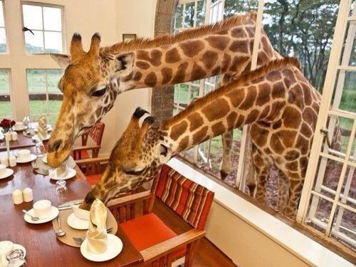 Foto Divertente: Giraffe che fanno colazione