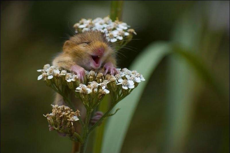 Foto Divertente: Scoiattolo divertito in mezzo ai fiori