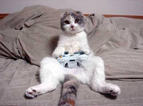 Foto Divertente: Gatto che gioca ai videogames