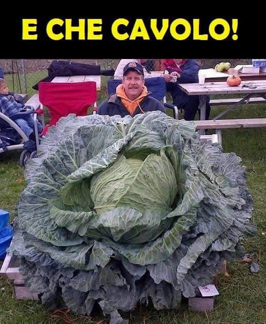 Un cavolo più grande di un uomo