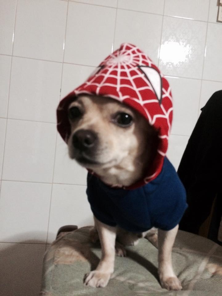 Foto Divertente: Cane travestito da uomo ragno
