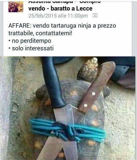 Foto Divertente: Tartaruga con spade sul guscio