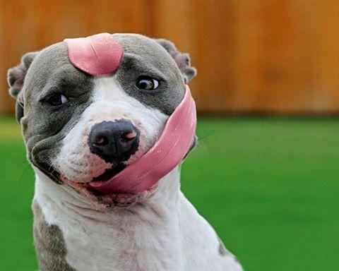 Foto Divertente: Cane con lingua attorno alla testa