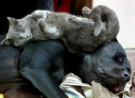 Foto Divertente: Cane che dorme con sopra un gatto