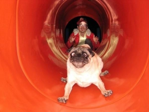 Foto Divertente: Cane che scivola dentro un tubo
