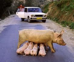 Foto Divertente: Scrofa che allatta i piccoli in mezzo alla strada