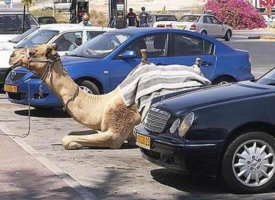 Cammelo parcheggiato tra due auto