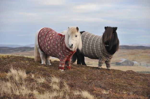 Cavalli in montagna con maglione