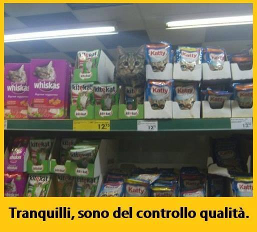 Foto Divertente: Gatto sedfuto nello scaffale del supermercato tra il mangime