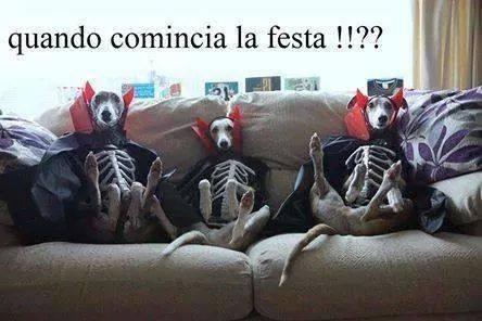 Cani seduti sul divano vestiti da sacheletri