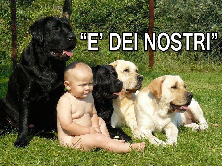 Foto Divertente: Bambino che si confonde alla cucciolata di cani