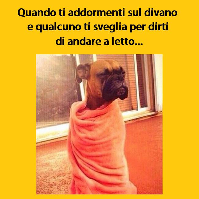 Cane con coperta e muso imbronciato