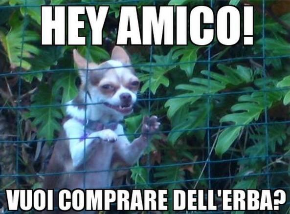 Foto Divertente: Cane nel giardino che morde una rete