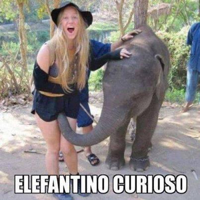Foto Divertente: Elefante che mette proboscide sotto la gonna di una ragazza