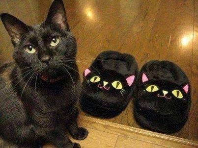Foto Divertente: Gatto con vicino pantofole che gli assomigliano
