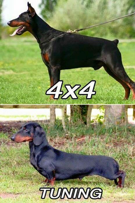 Foto Divertente: Confronto tra dobermann e bassotto