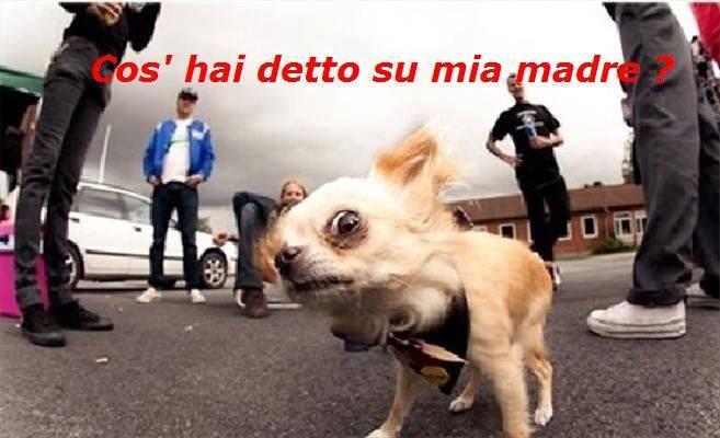 Foto Divertente: Cane dallo sguardo cattivo