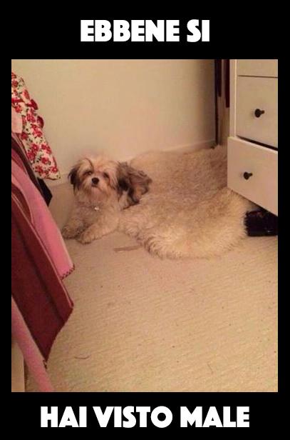 Foto Divertente: Cane mimetizzato nel tappeto
