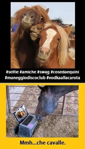 Foto Divertente: Cavalle che si fanno un selfie