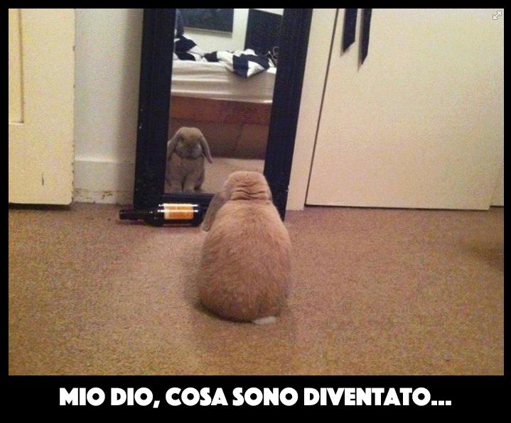 Foto Divertente: Un coniglio ingrossato che si guarda allo specchio