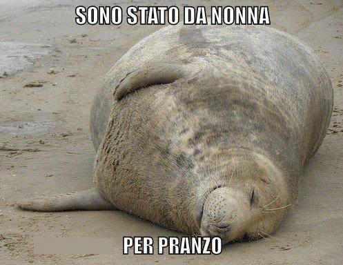Foto Divertente: Foca grassa che si rotola a terra