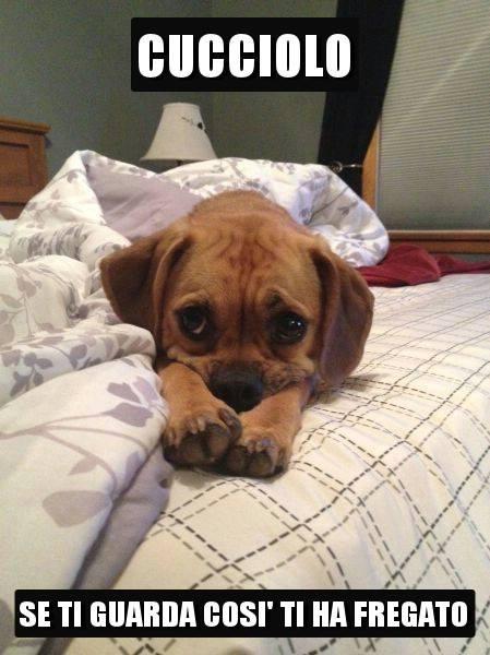 Foto Divertente: Cucciolo con sguardo da furbetto sdraiato sul letto