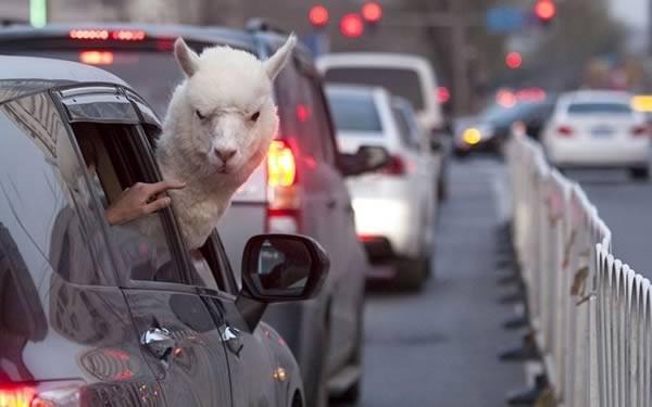Foto Divertente: Lama che mette la testa fuori dal finestrino