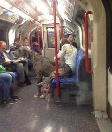 Foto Divertente: Alano seduto in metropolitana