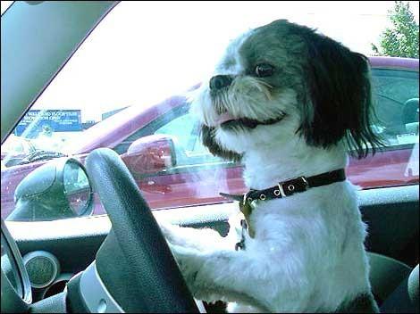 Foto Divertente: Cane che guida l'auto
