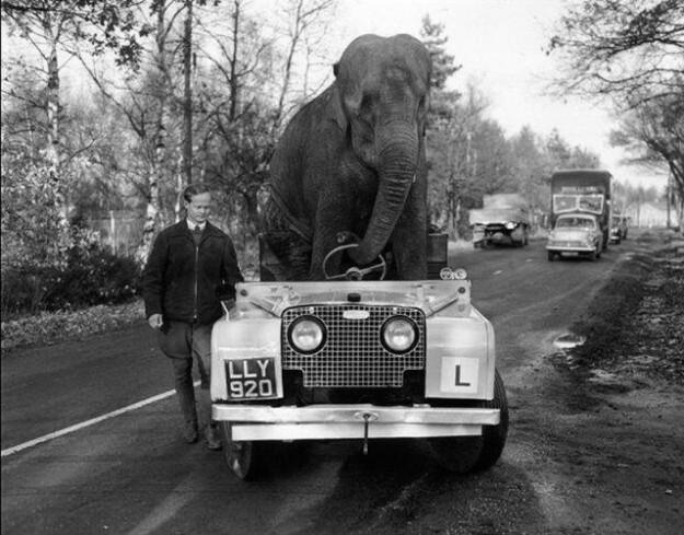 Foto Divertente: Elefante che guida l'automobile