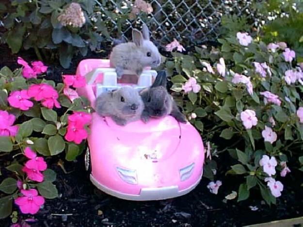 Foto Divertente: Tre conigli in auto tra i fiori