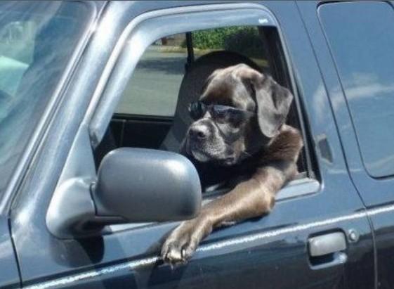 Foto Divertente: Cane con occhiale da sole che guida l'auto