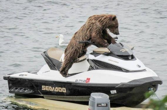 Foto Divertente: Orso che guida una moto d'acqua
