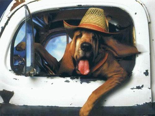 Foto Divertente: Cane con cappello in testa che guida un furgone