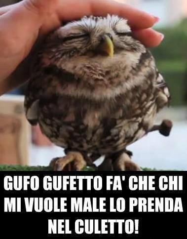 Foto Divertente: Un piccolo gufo che porta fortuna