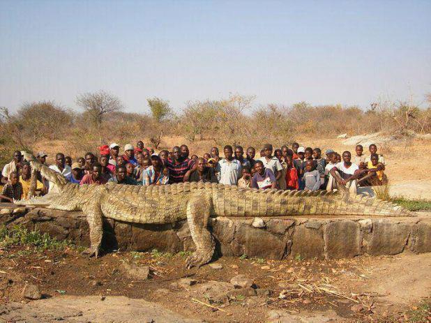 Foto Divertente: Coccodrillo enorme steso su un muro