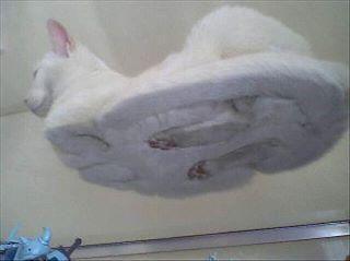 Foto Divertente: Gatto accovacciato sul vetro