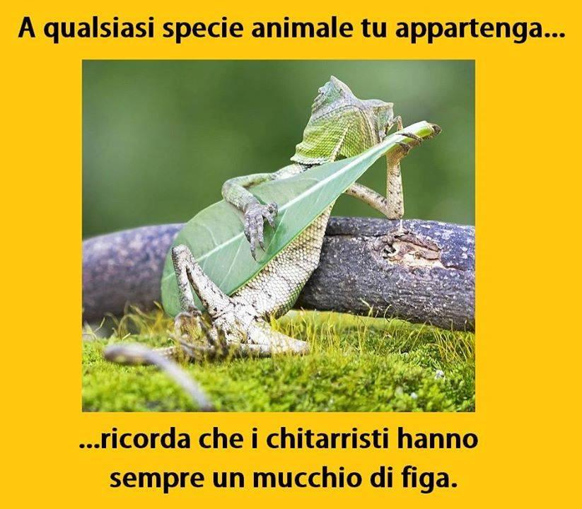 Foto Divertente: Lucertola con una foglia usata come chitarra