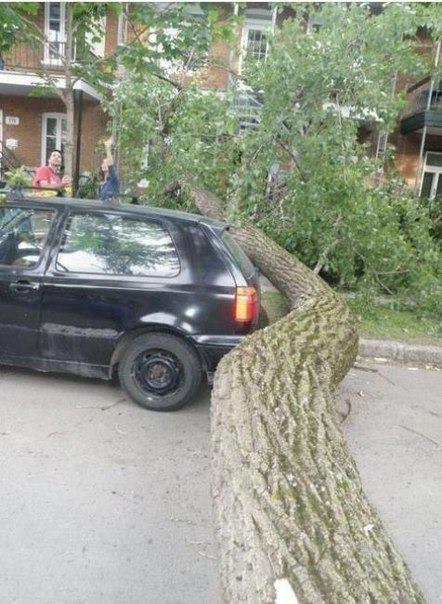 Foto Divertente: Albero con tronco distorto sfiora auto