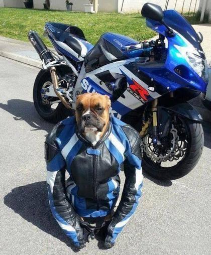 Foto Divertente: Cane che indossa una tuta da motociclismo