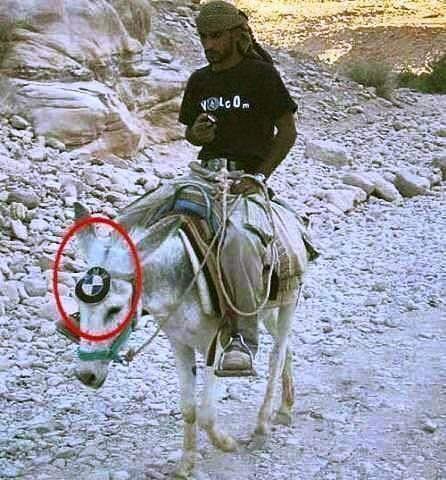 Asino con stemma BMW sulla fronte
