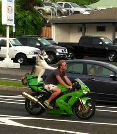 Foto Divertente: Cane come passeggero di un motociclista